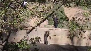 Bozayı sulama havuzunda mahsur kaldı