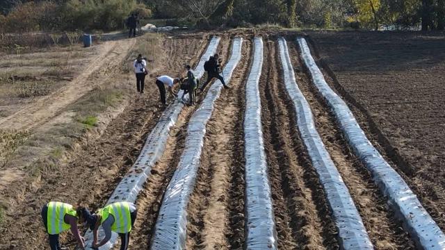 TİKAnın "Çilek Yetiştiriciliği Projesi" Kuzey Makedonyada tanıtıldı