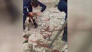 Kuyuya düşen keçi 4 saatte kurtarıldı