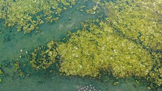 Deniz yosunu yeniden yayılıyor