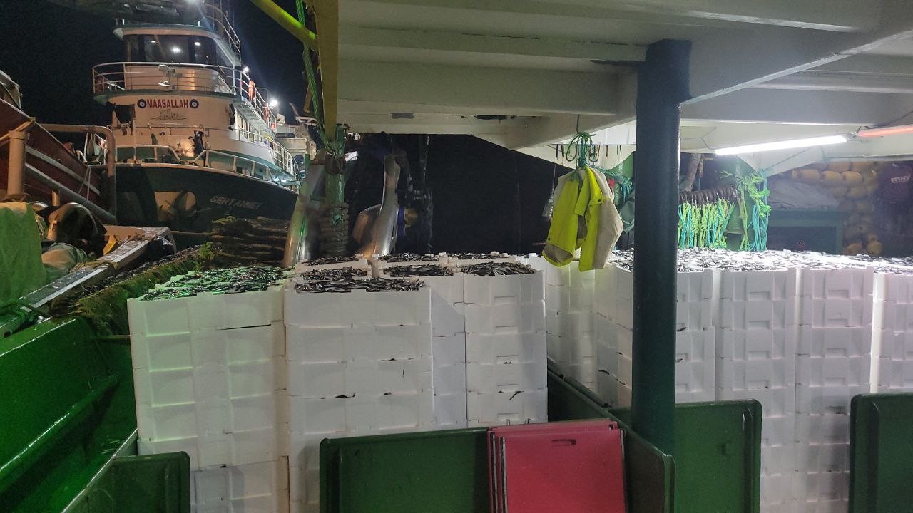 “Karadeniz’in her tarafı hamsi kaynıyor”