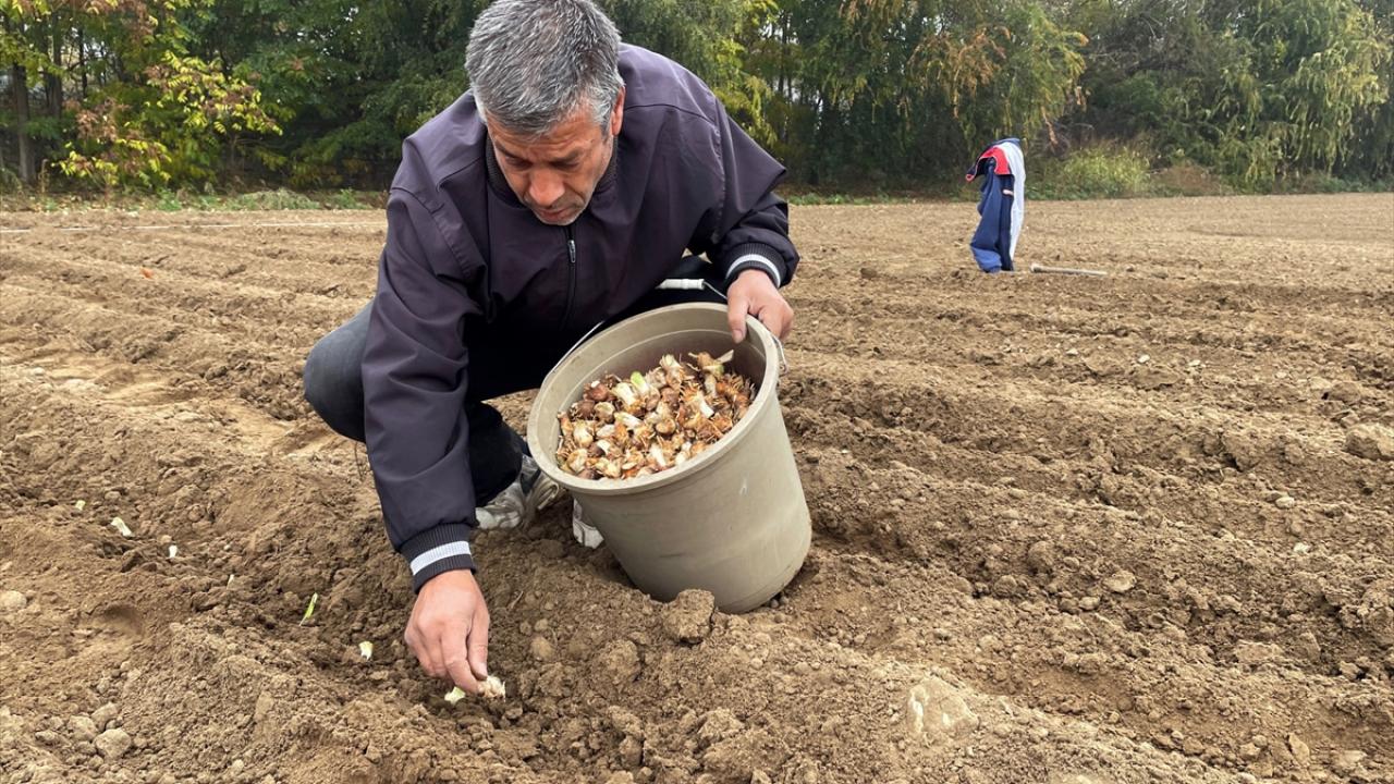Avrupa kuşağında yetişen bir bitki