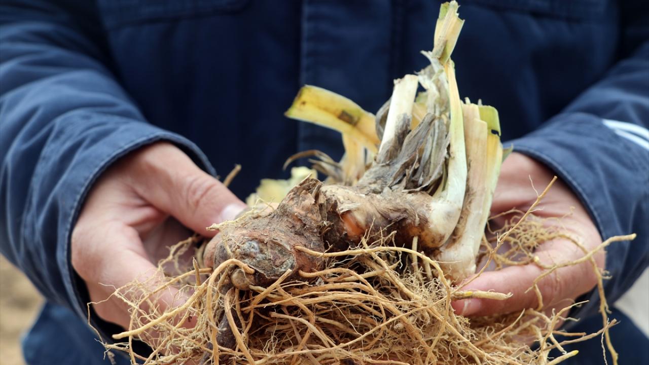 Dönümden ortalama 400 kilo ürün elde ediliyor