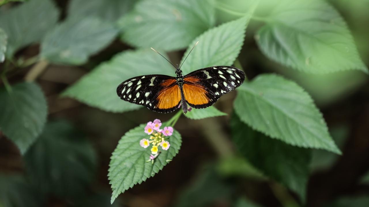 "Kimyasal hiçbir şey kullanamayız çünkü kelebeklere zarar verir"