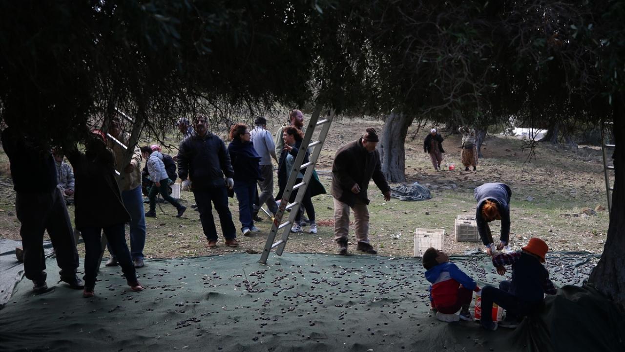 "Zeytin toplarken de beraberiz"