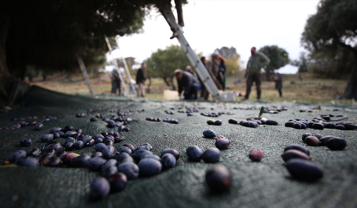 "Ladolya cinsi zeytin sadece yağlıktır"
