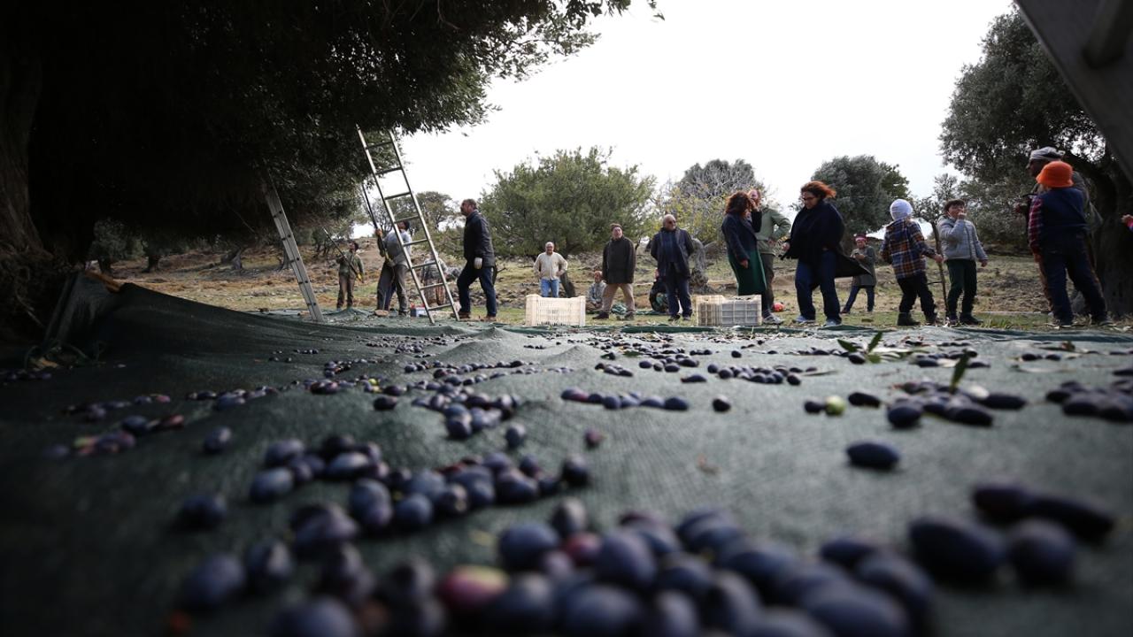 "Biz buraya geleli 50 yıl oldu"