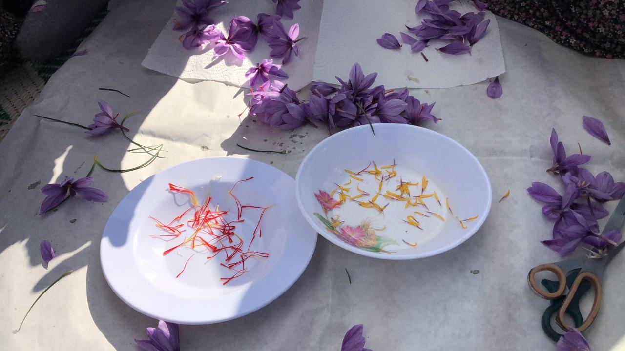 Safran çiçeğinin kilosu 75 bin lira