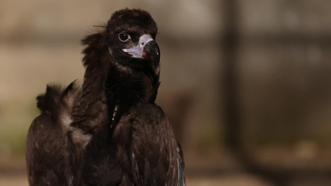 "Yanına gittiğimizde bitkin ve halsiz olduğunu gördük"