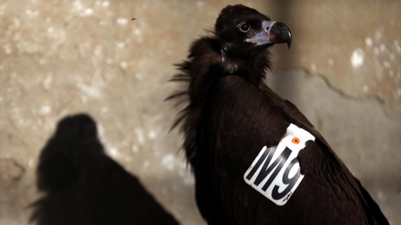 "İlk geldiği günden daha iyi durumda"