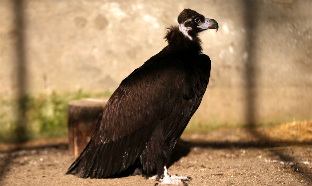 "Bu tür, nadir görülen türdür ve koruma altındadır"