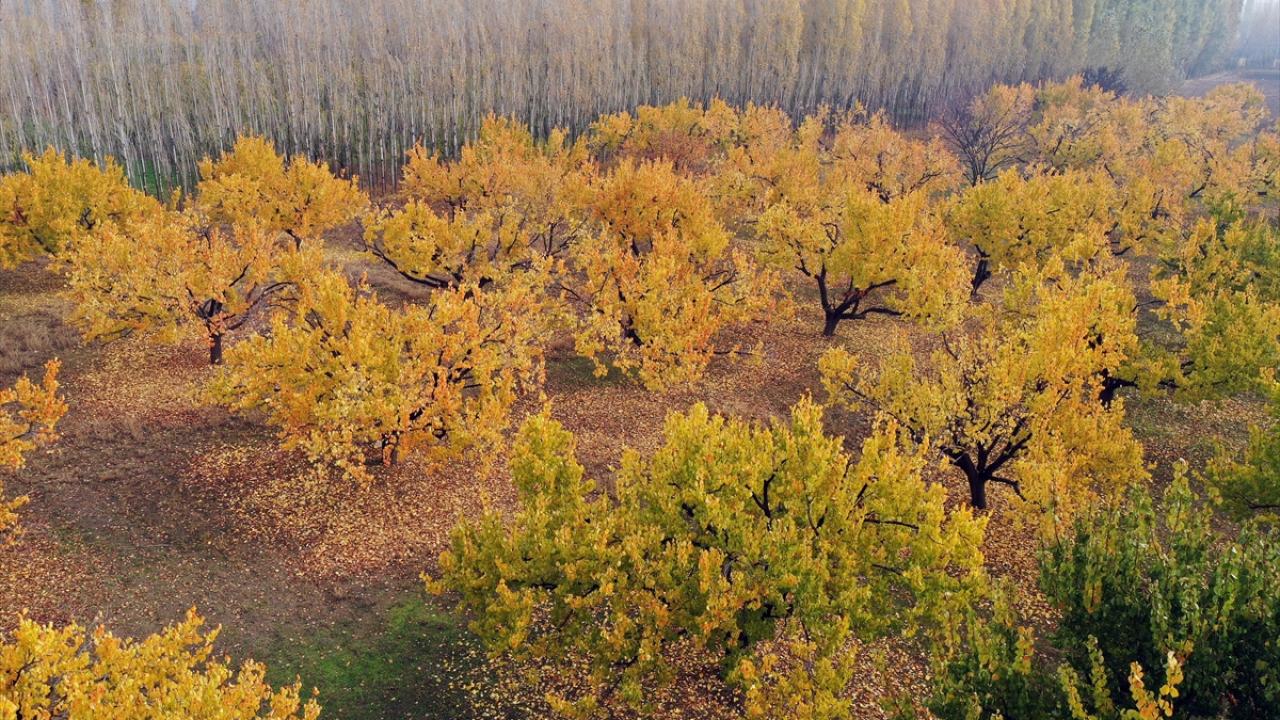 "Kayısı ağaçlarının güzelliği sonbaharda ilgi çekiyor"