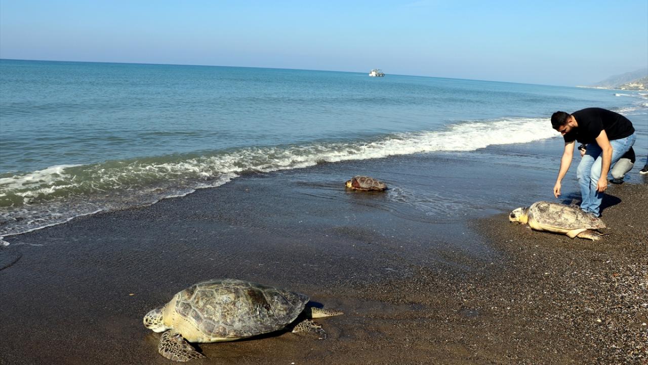 "Bu türlerde tedavi çok meşakkatli oluyor"