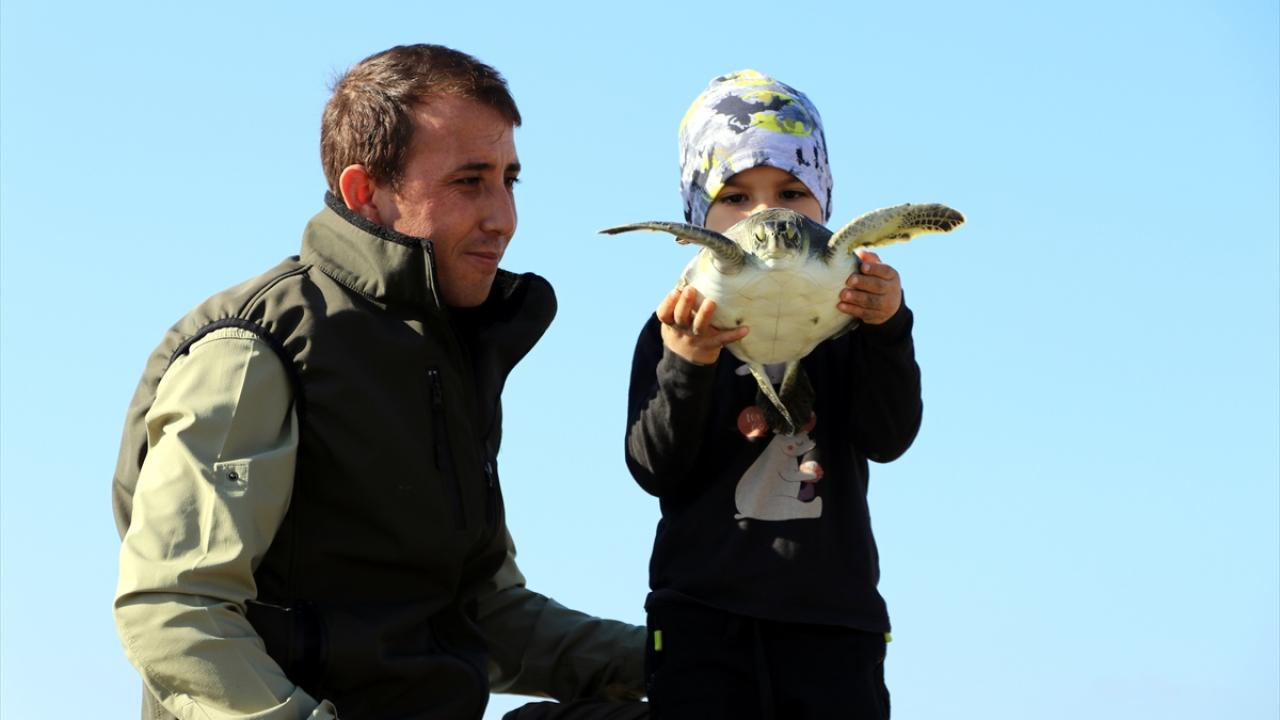 "Başıboş köpekler son yıllarda deniz kaplumbağalarına ciddi hasar verdiler"