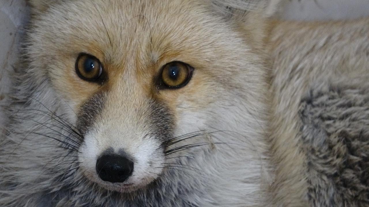 “Yaban hayvanları ekolojik dengenin devamı için önemli”