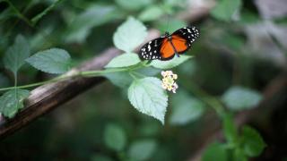 Kelebekler kaç gün yaşar?