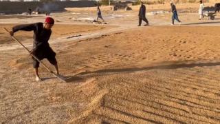 TRT Haber Afganistan'ın kuraklıkla boğuşan "tahıl ambarı" Kunduz'da