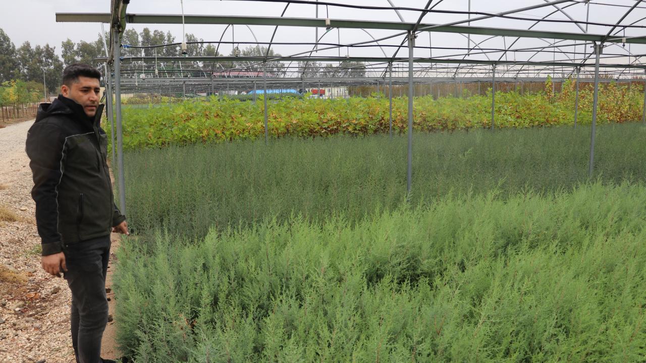 Adana ve Osmaniye`de 80 bin fidan dikilecek