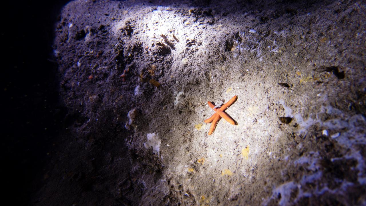 Acarlar, dalış turizminin Alanya`ya zenginlik kattığına değinerek,