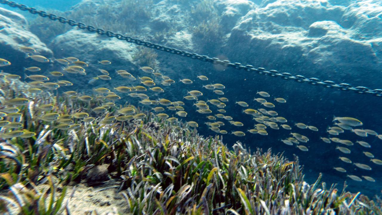 Yaz ve kış dalış yapılıyor
