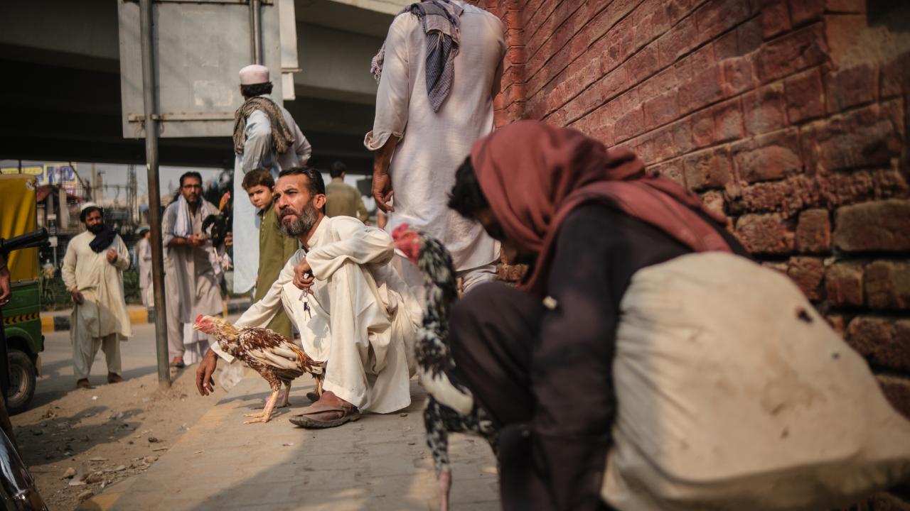 Horoz satan Pakistanlılar