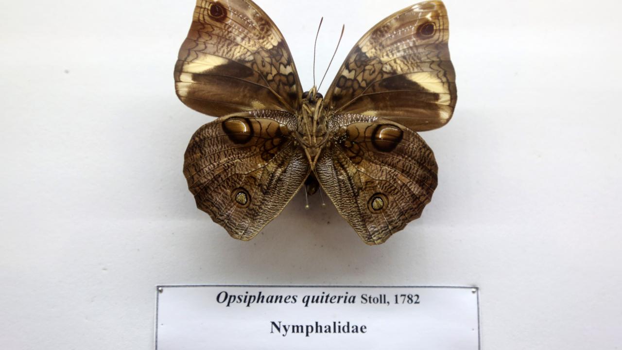 Müze 30 yıllık çalışmaların neticesinde açıldı