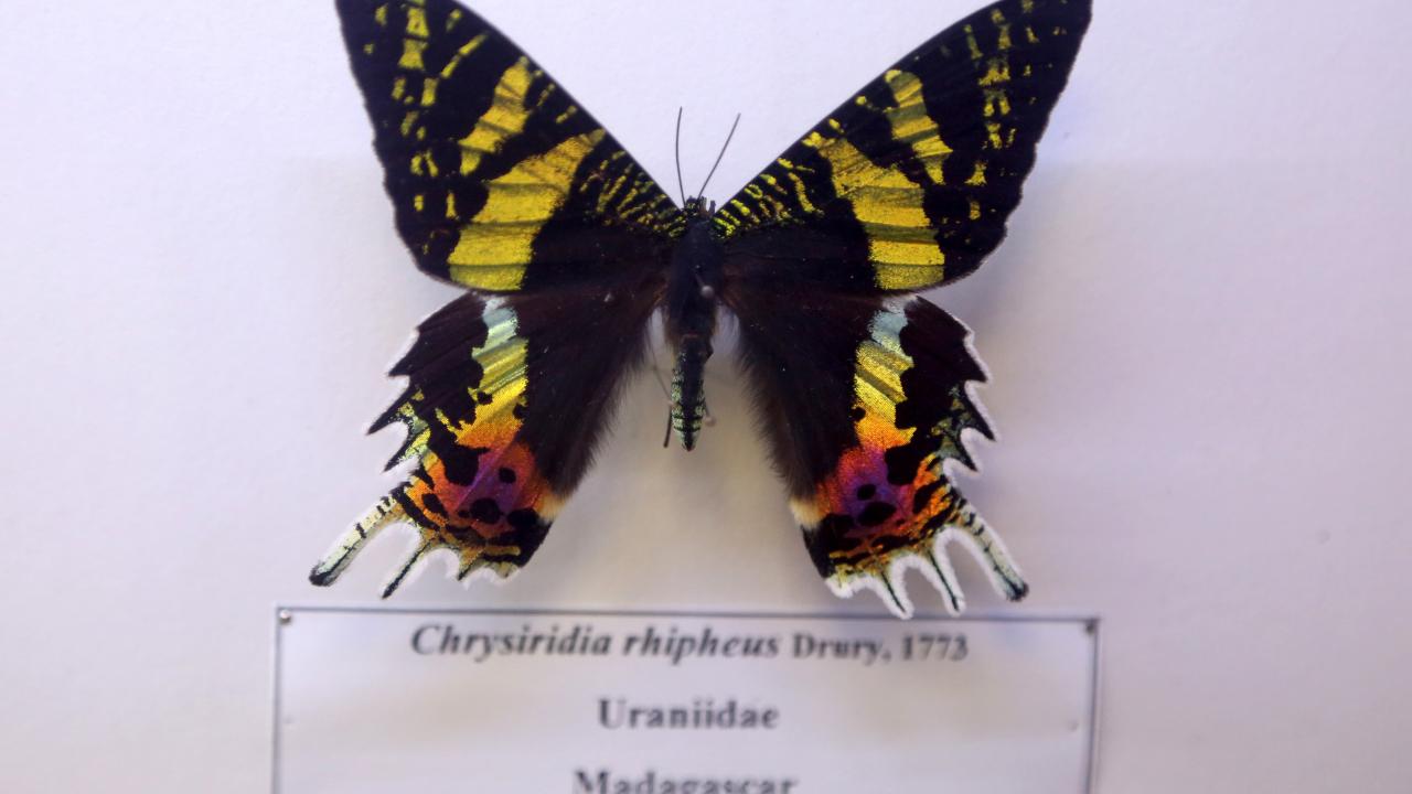 Müdür Kazirani, böceklerin kurutulması için uygulanan taksidermi yöntemiyle ilgili de şunları anlattı: