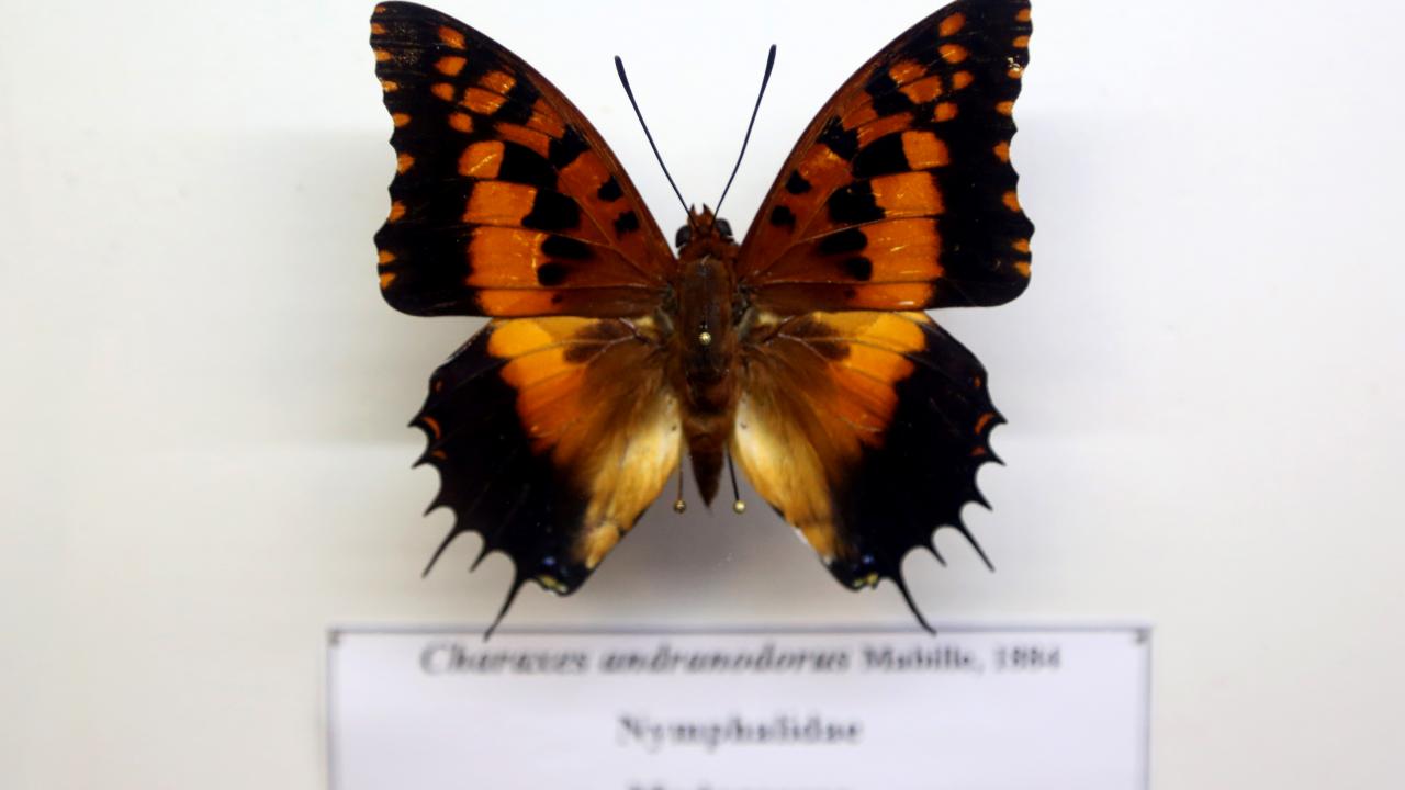 Kelebek müzesi hem çocuklar hem büyükler tarafından ilgiyle ziyaret ediliyor