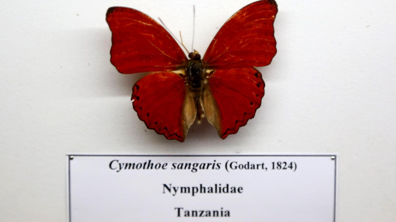 Müzenin hem çocuklar hem büyükler tarafından ilgiyle ziyaret edildiğini dile getiren Zamani, şöyle konuştu: