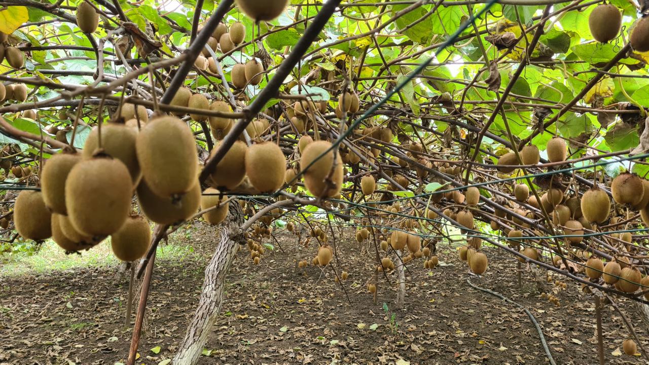 "Fındıktan daha iyi getirisi olduğunu söyleyebilirim"