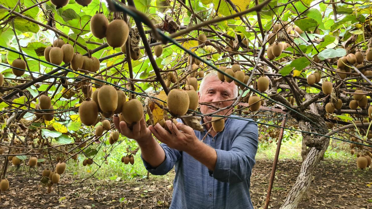 "Fındıktan sonra en karlı ürün"