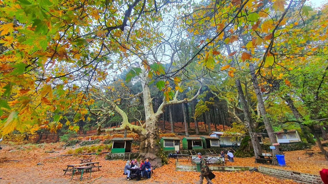 Ağaç ve bitki türleri, kanyonu, çay ve dereleriyle Kazdağları