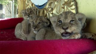 Ankara'daki yırtıcı hayvan parkında 3 aslan yavrusu dünyaya geldi