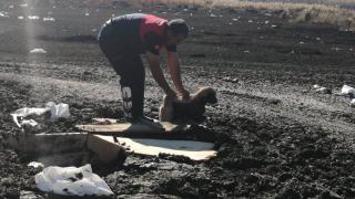 Bataklığa saplanan köpek yavrusunu itfaiye kurtardı