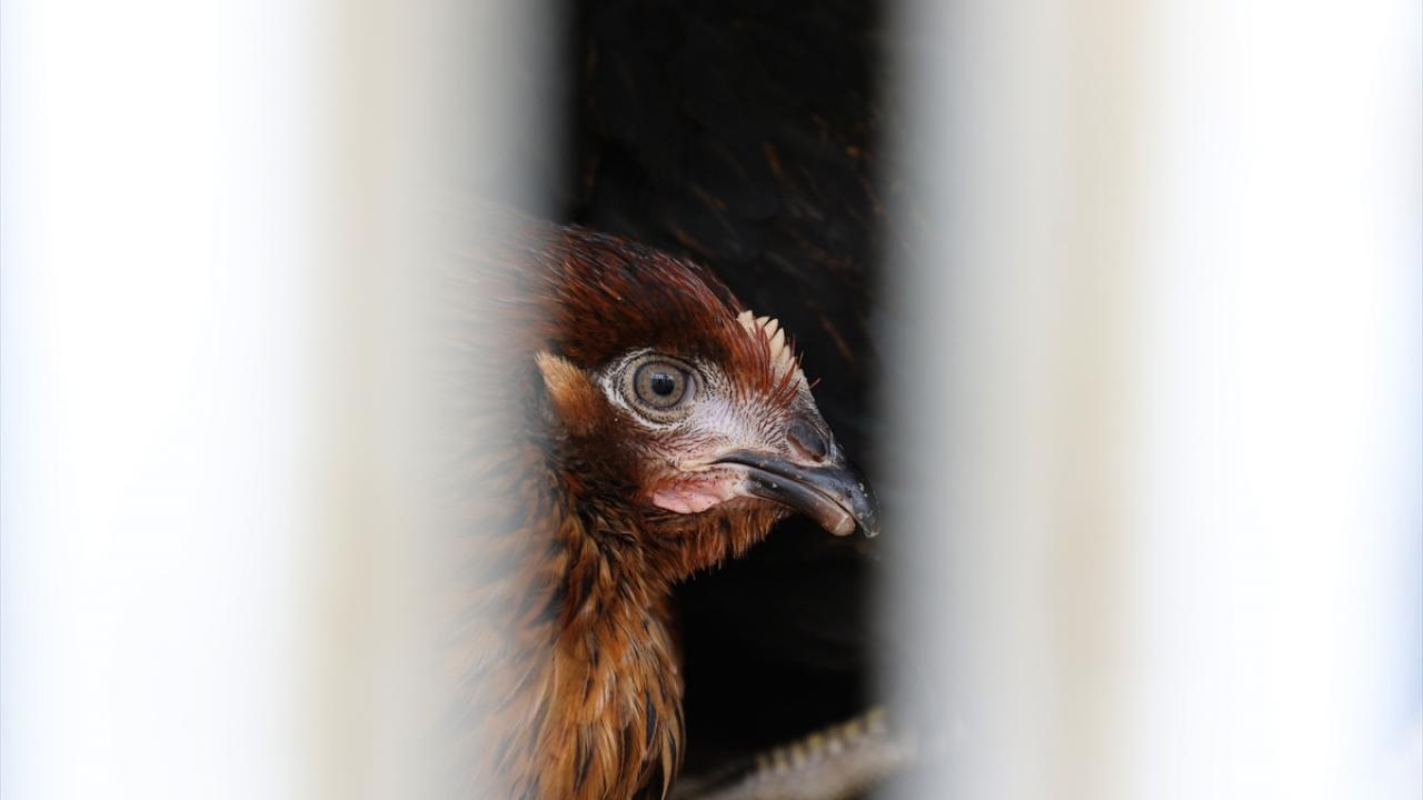 Yem desteği de verilecek