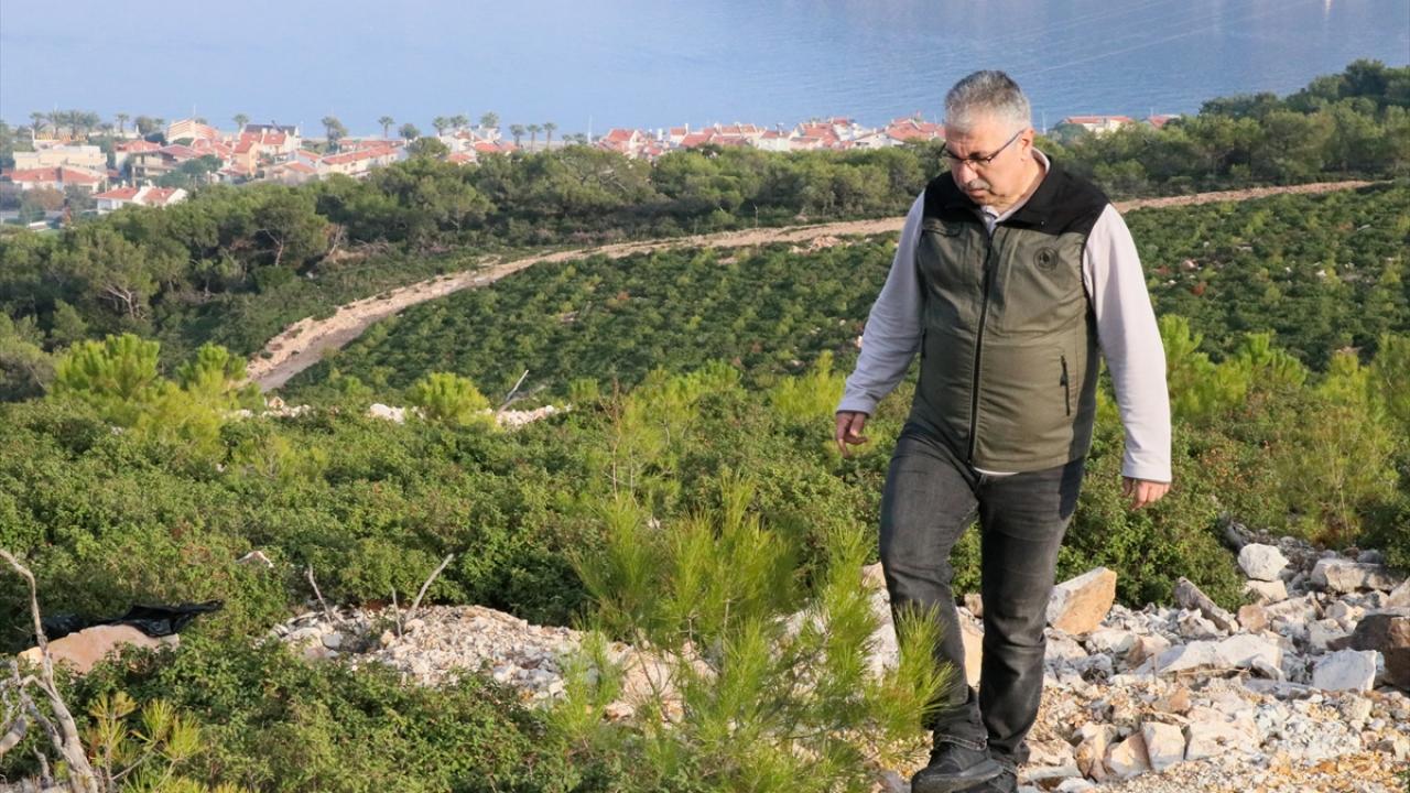 "Eskisi gibi yemyeşil oldu"