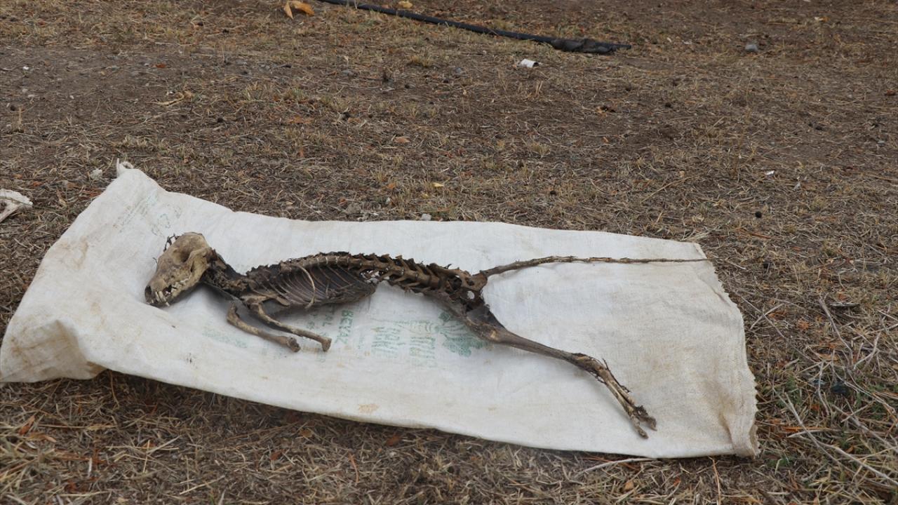 "İlginç bir tür olabilir"