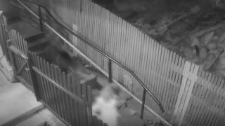 Romanya'da anne ayı ve yavrusu şehre indi, ortalık karıştı