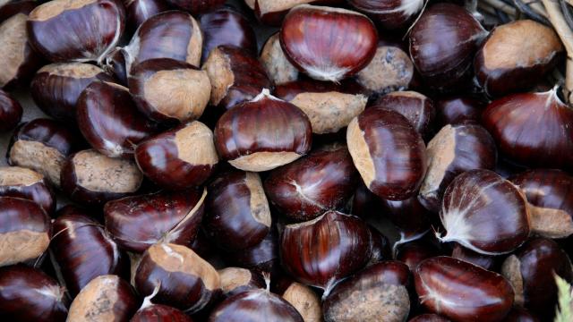 Sinopta bol yağış kestane rekoltesini 500 tona çıkardı