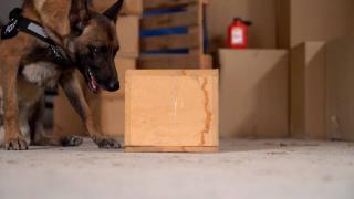 Bomba arama köpekleri önemli operasyonlara katılıyor