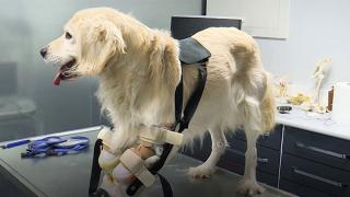 Patileri kesilen Pamuk'a özel protez bacak