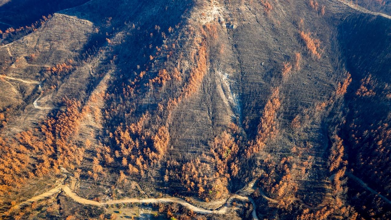 İlk fidan perşembe günü toprakla buluşacak
