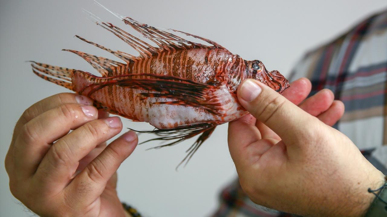  Kayalıklarda hakimiyet kuruyor