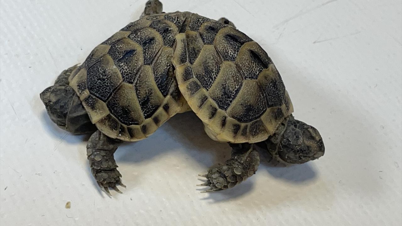 Pamukkale`de bulunan yapışık ikiz kaplumbağalar kış uykusuna hazırlanıyor