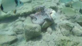 Deniz ürünlerinde ihracat çeşitleniyor