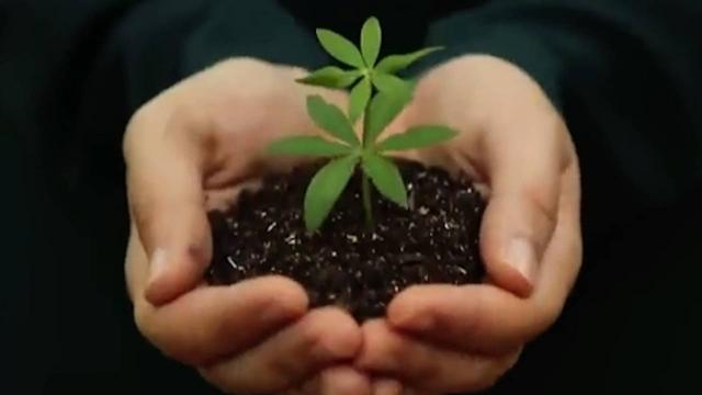 Selçukluda 3 bin fidan toprakla buluştu