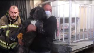 Yangında mahsur kalan köpek için canla başla çalıştılar