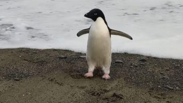 Penguen yolunu şaşırdı, Antarktikadan Yeni Zelandaya ulaştı