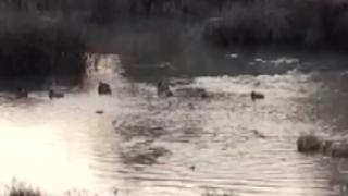 Nesli tükenmekte olan su samurları toplu halde görüldü