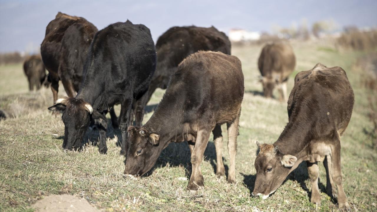  "Yılda 150-200 bin hayvanı birçok ile gönderiyoruz"